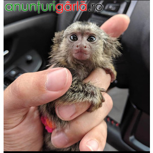 Imagine anunţ Maimuțe marmoset pigmee disponibile