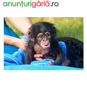 Imagine anunţ Remarcabil pui de maimuță cimpanzeu de vânzare