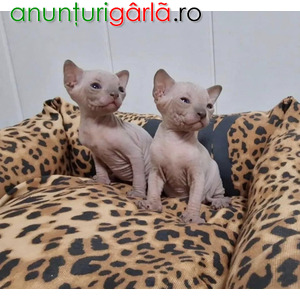 Imagine anunţ Beautiful Sphynx Kittens available
