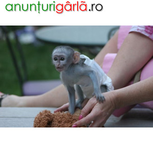 Imagine anunţ Drăguțe maimuțe capucine pentru adopție