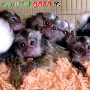 Imagine anunţ Frumoase maimuțe marmoset de vânzare