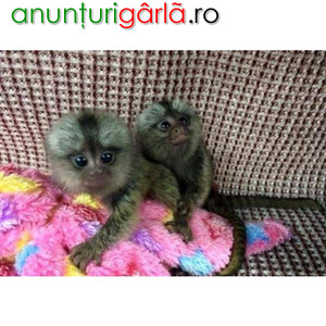 Imagine anunţ Frumoase maimuțe marmoset gata pentru casa ta