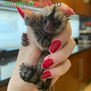 Imagine anunţ Maimuțe marmoset uimitoare de vânzare