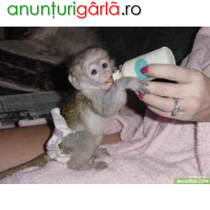 Imagine anunţ Minunată maimuță capucină minunată pentru adopție