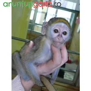 Imagine anunţ Sunt disponibile maimuțe capucine drăguțe și adorabile