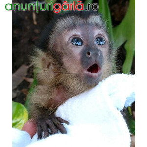 Imagine anunţ fetiță maimuță capucină aprobată