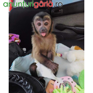 Imagine anunţ maimuță capucină sănătoasă de vânzare