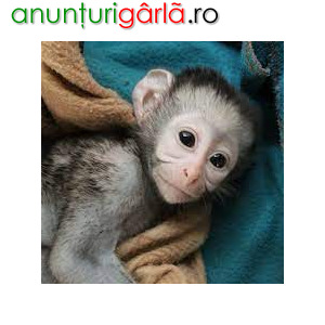 Imagine anunţ Maimuțe Capuchine adorabile disponibile