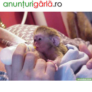 Imagine anunţ Maimuțe capucinine super drăguțe care au nevoie de o casă nouă