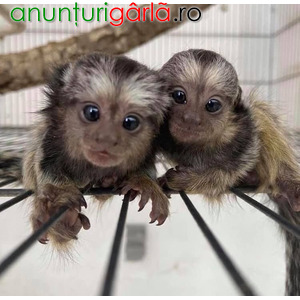Imagine anunţ Maimuțe marmosets sunt disponibile acum