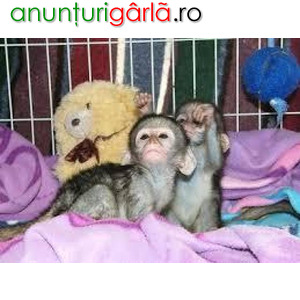 Imagine anunţ Masculi și femele de maimuțe capucin