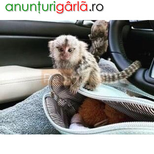Imagine anunţ Pereche de maimuțe marmoset de vânzare