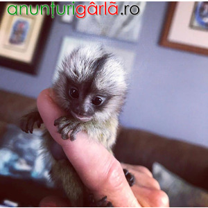 Imagine anunţ Pui de maimuță marmoset cu degete pentru adopție