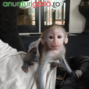 Imagine anunţ Sunt disponibile mai multe maimuțe capucin cu fața albă.