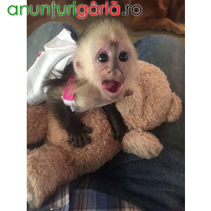 Imagine anunţ maimuțe capucine disponibile