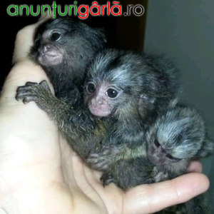 Imagine anunţ Avem două maimuțe marmoset cu degete frumoase,