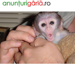 Imagine anunţ De vânzare maimuțe capucine îmblânzite
