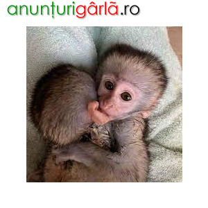 Imagine anunţ Frumoase maimuțe capucine pentru relocare
