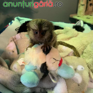 Imagine anunţ Maimuțe Marmoset disponibile pentru vânzare
