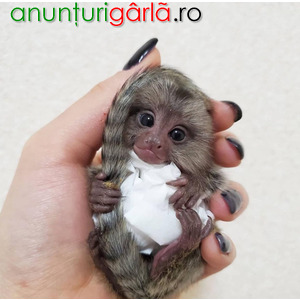 Imagine anunţ Maimuțe Marmoset drăguțe pentru relocare