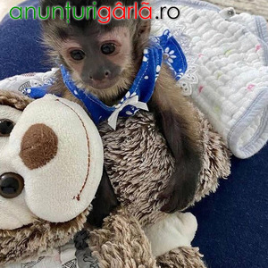 Imagine anunţ Maimuțe capucinine fermecătoare de vânzare