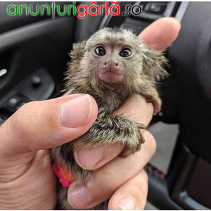 Imagine anunţ Maimuțe marmoset masculi și femele de vânzare