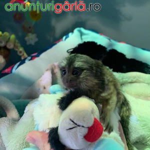 Imagine anunţ Maimuțe marmosets pigmee de vânzare