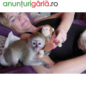 Imagine anunţ Masculi și femele de maimuță capucină îmblânzite de vânzare
