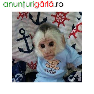 Imagine anunţ O maimuță capucină minunată disponibilă