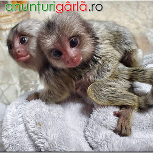Imagine anunţ Scutecele dresau maimuțe marmoset pentru familii drăguțe