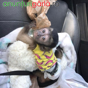 Imagine anunţ Sunt disponibile mai multe maimuțe capucin cu fața albă.