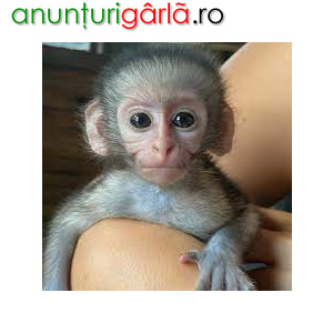 Imagine anunţ Sunt disponibile maimuțe capucin pline de emoție