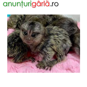 Imagine anunţ Sunt disponibile maimuțe marmoset îmblânzite