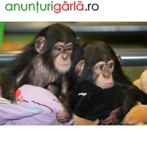 Imagine anunţ drăguț și excelent cimpanzeu pentru adopție ( sabrinalamas560@gmail.com )