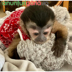 Imagine anunţ maimuță capucină sănătoasă de vânzare