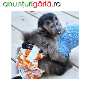 Imagine anunţ maimuță capucină sănătoasă disponibilă