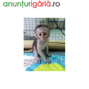 Imagine anunţ Maimuțe capucine adorabile și sănătoase disponibile