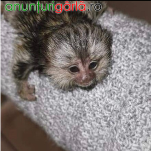 Imagine anunţ Maimuțe marmoset adorabile de vânzare