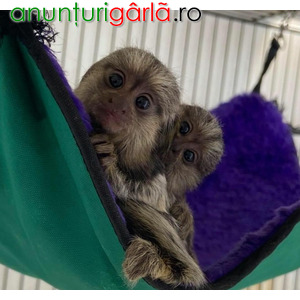 Imagine anunţ Maimuțe marmoset pigmee speciale