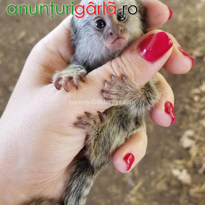 Imagine anunţ Sunt disponibile maimuțe marmoset pigmee speciale