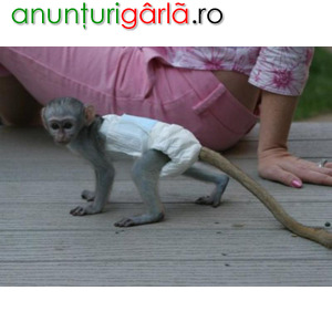 Imagine anunţ Bebeluși superbi de maimuță capucină de vânzare.
