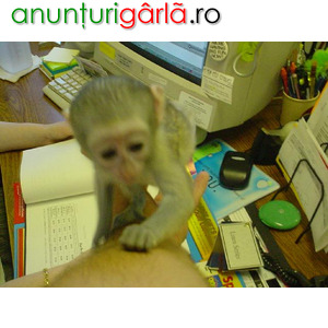 Imagine anunţ Copii drăguți maimuțe capucine de vânzare