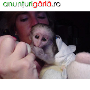 Imagine anunţ Copii drăguți maimuțe capucine de vânzare