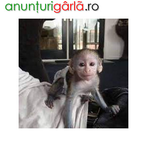 Imagine anunţ Frumoase maimuțe capucin pentru adopție