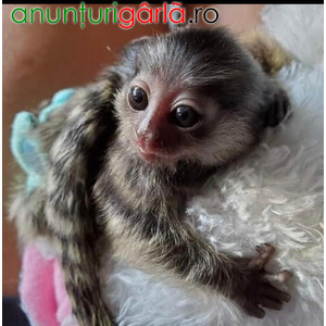 Imagine anunţ Frumoase maimuțe marmoset care au nevoie de o casă nouă