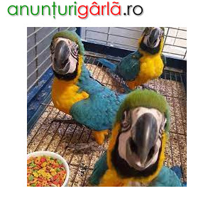 Imagine anunţ Macaw albastru și auriu acum disponibil