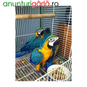 Imagine anunţ Macaw albastru și auriu de vânzare