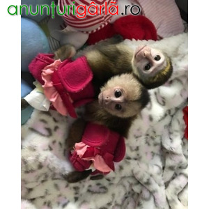 Imagine anunţ Maimuțe Capuchine remarcabile