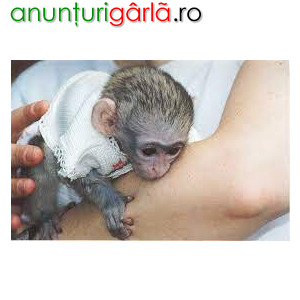 Imagine anunţ Maimuțe Capucine pentru Adopție