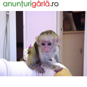 Imagine anunţ Maimuțe capucine crescute acasă de vânzare